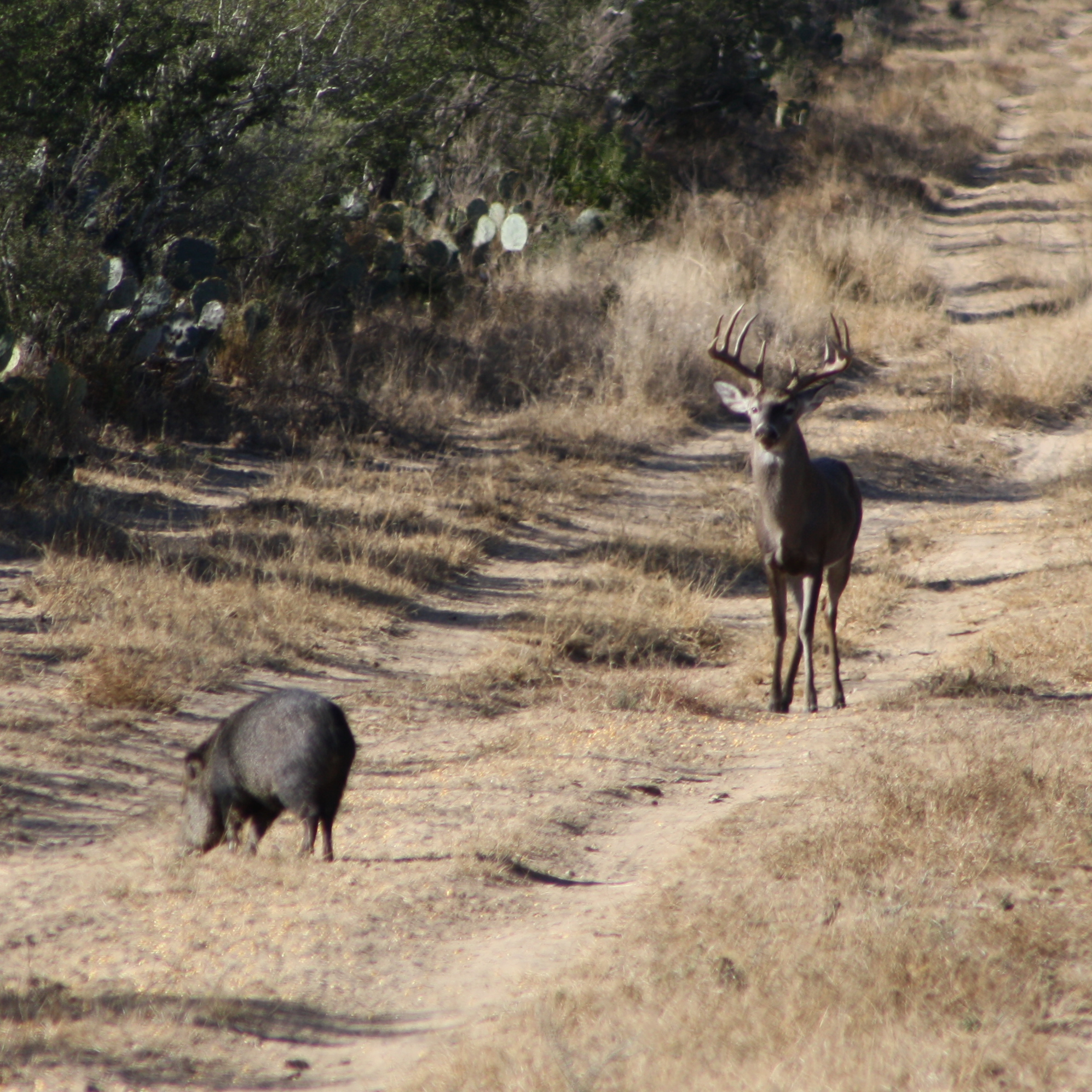 Whitetail deer and javelina near a feeder in the South Texas brush