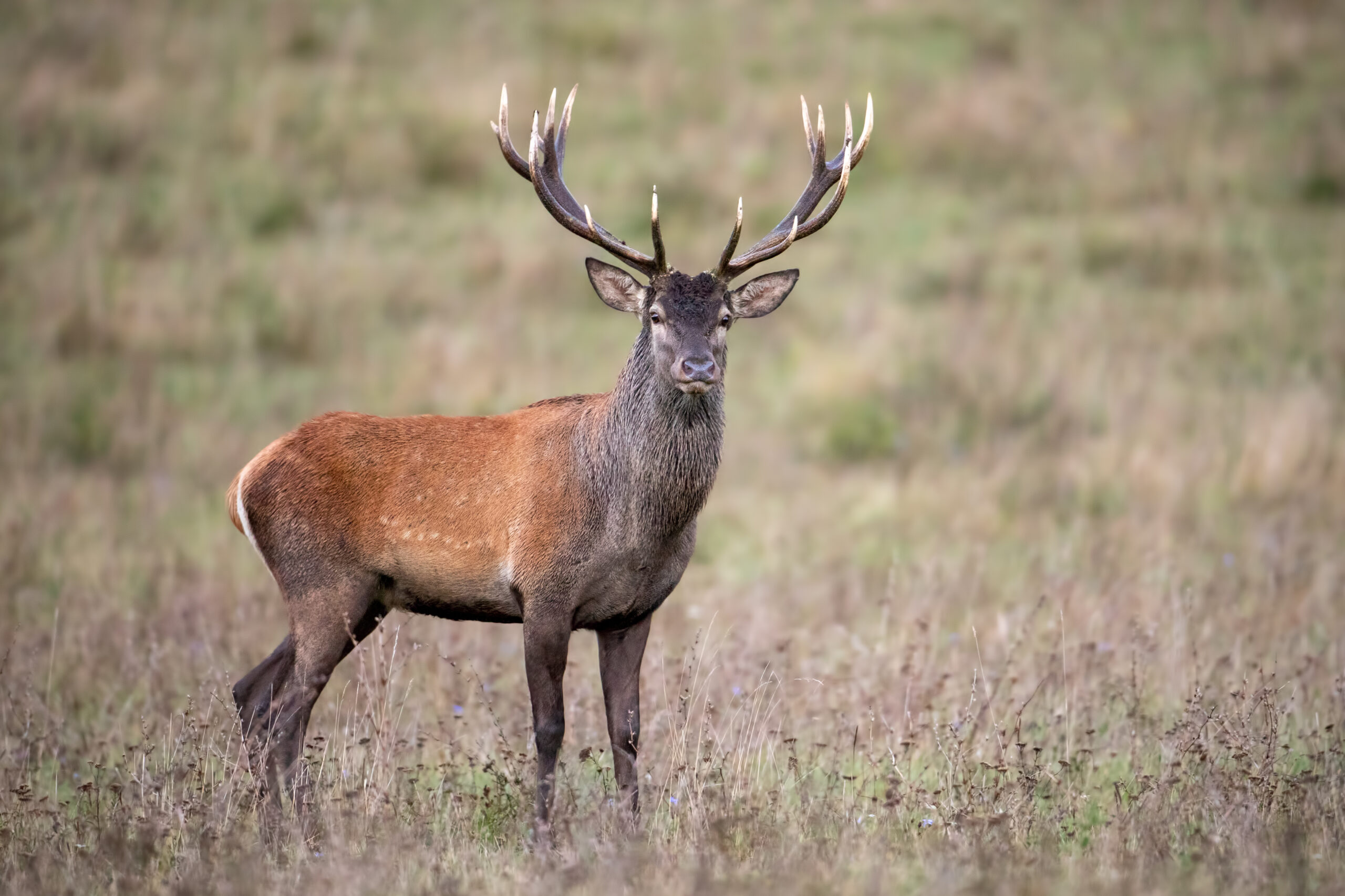 Mature red stag with full antlers standing alert in a green pasture