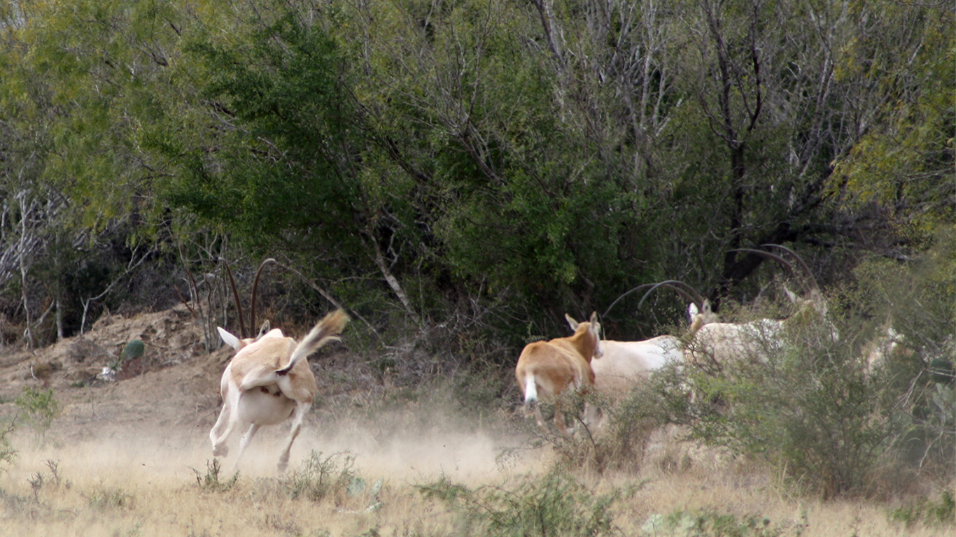 Oryx running through the brush at Las Lajas Ranch