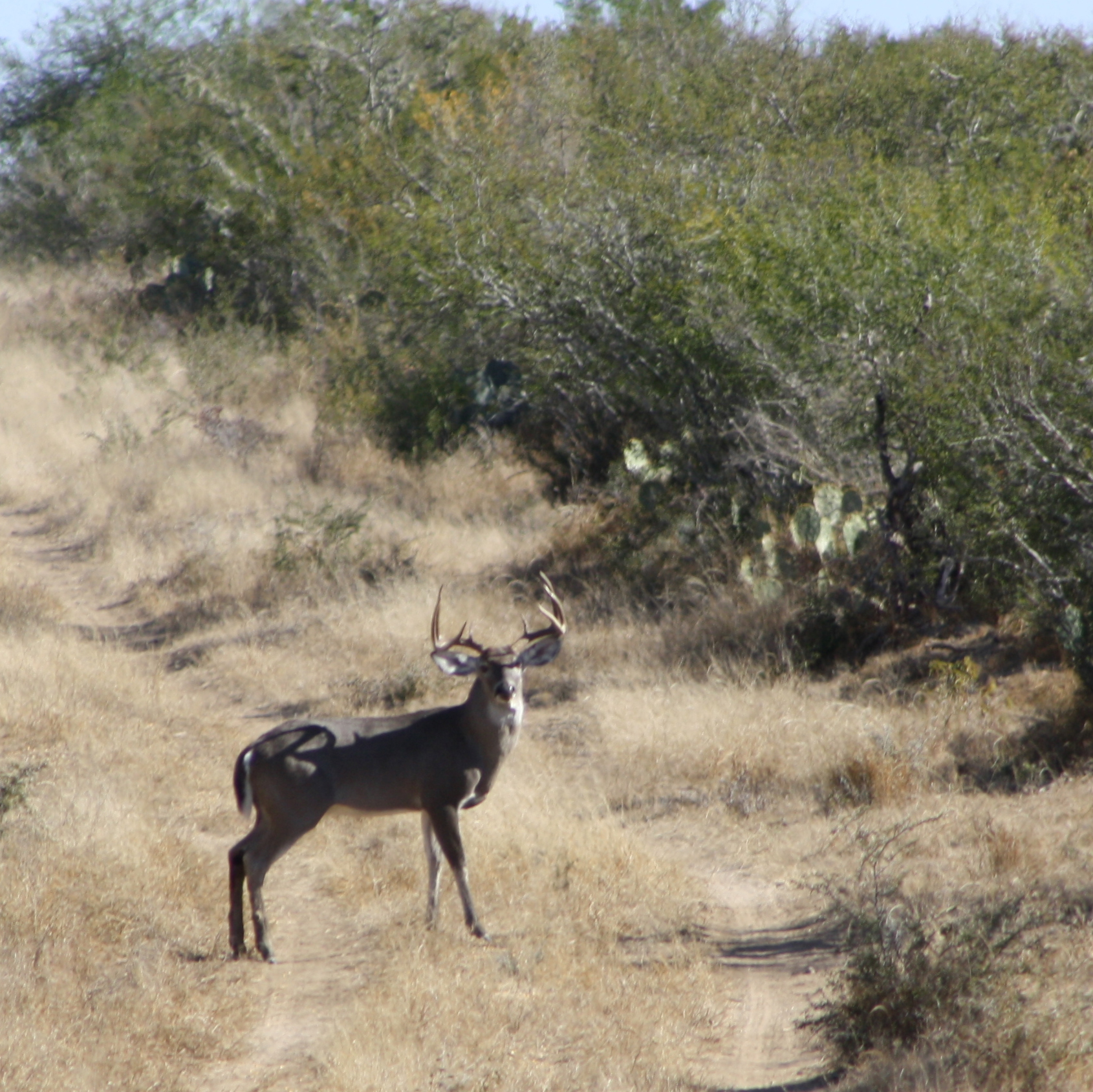 Trophy whitetail deer mount on display at Las Lajas Ranch