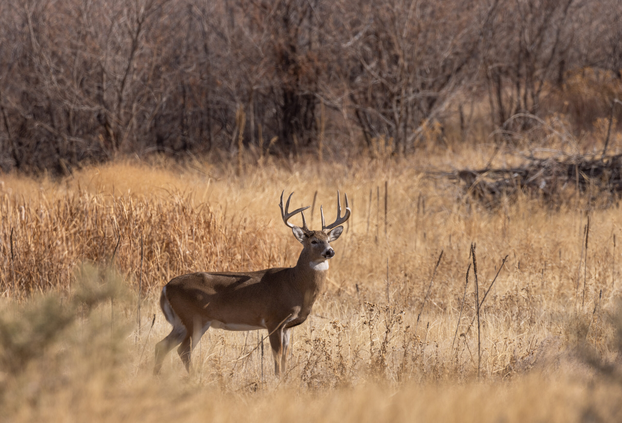 Hunting at Las Lajas Ranch