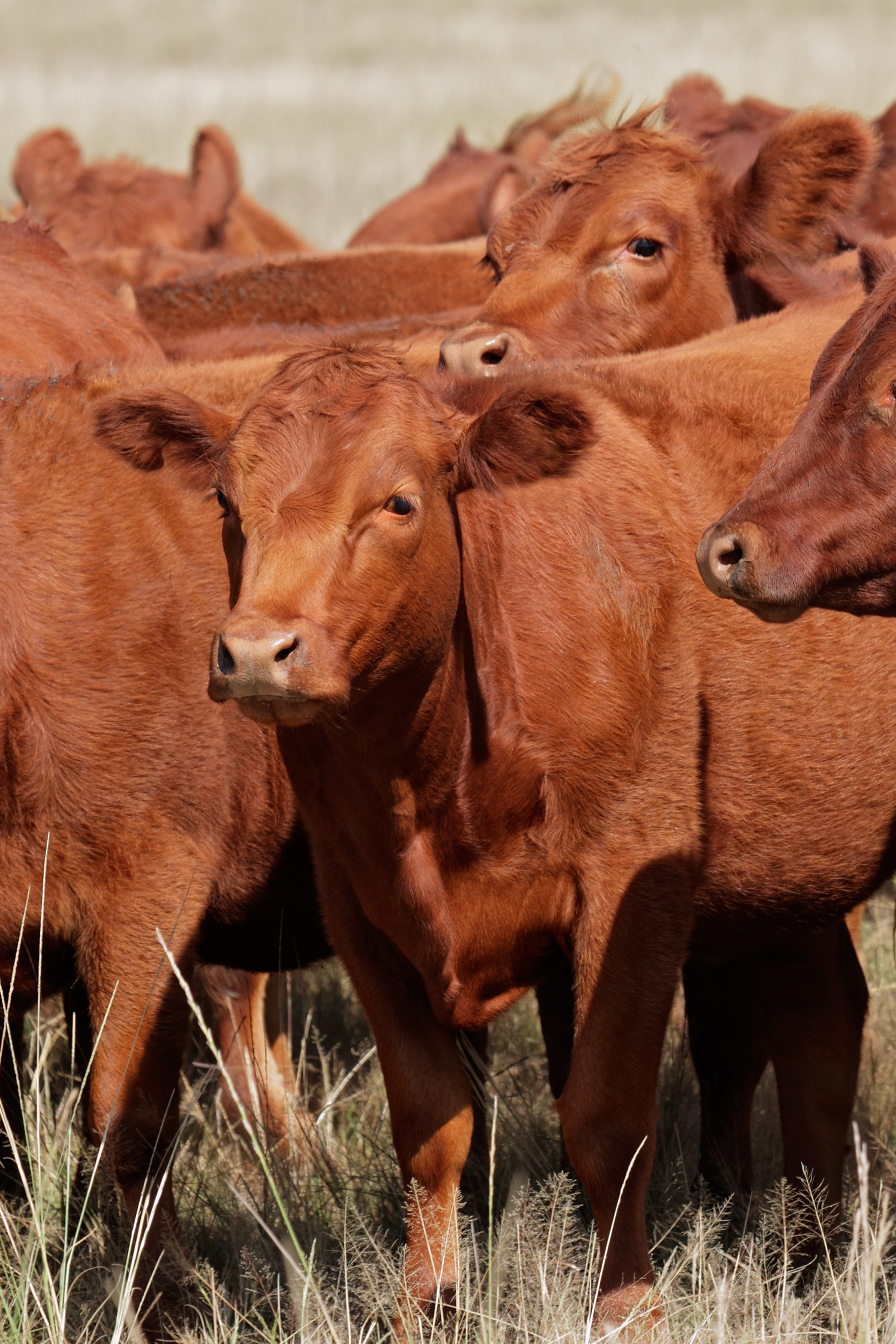 Premium pasture-raised beef from Las Lajas Ranch cattle