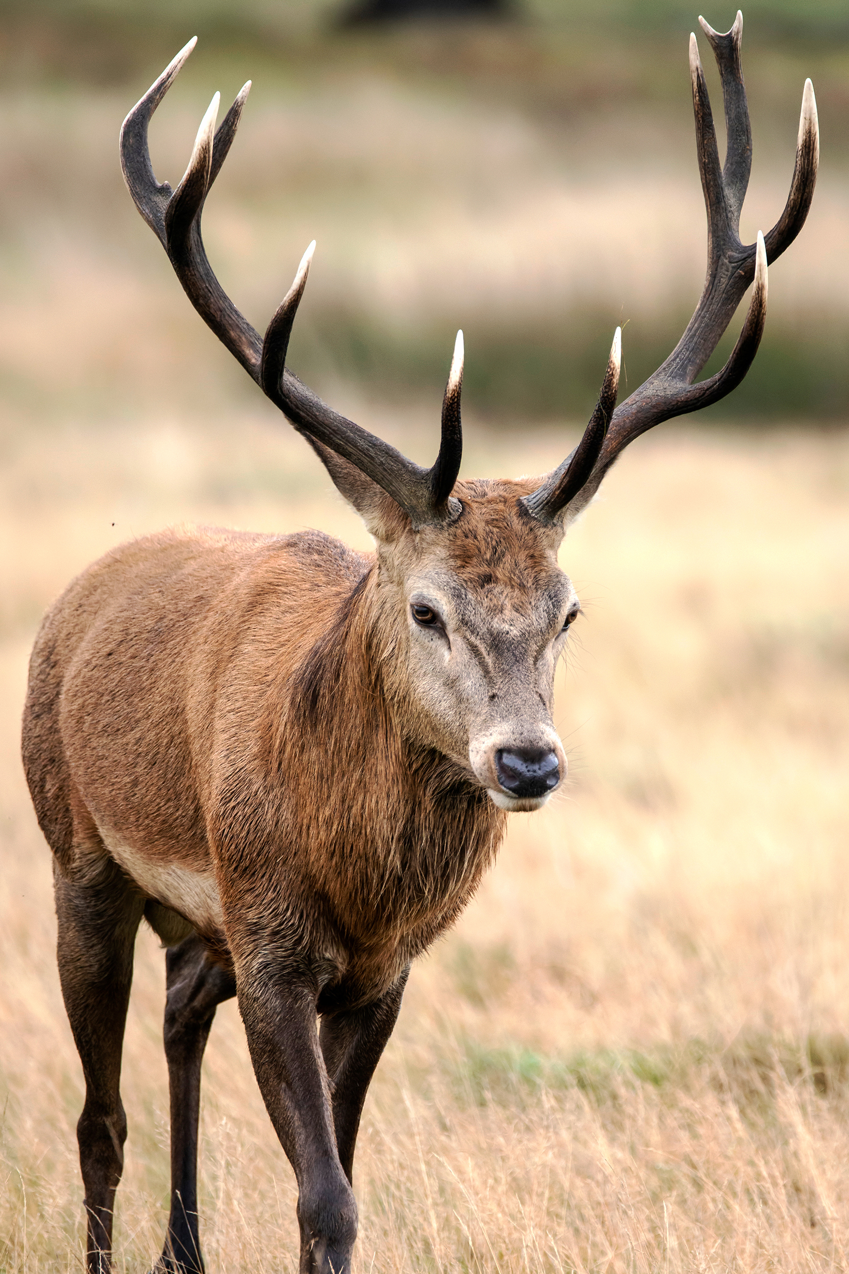 Red stag standing in an open field at Las Lajas Ranch